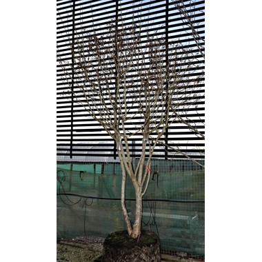 Acer campestre (Multistem RB 250-300 cm Specimen 1)